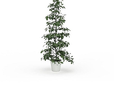 现代绿植盆栽