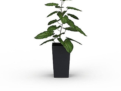 现代观赏绿植花盆