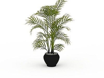 现代观叶盆栽