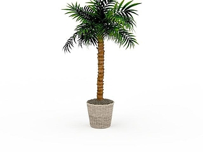 现代热带绿植盆景