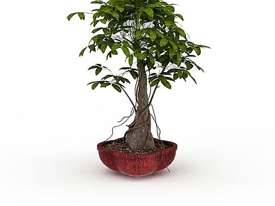 现代观叶树盆栽