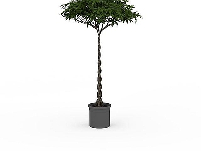 现代观赏树盆景