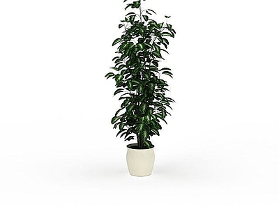 现代绿叶植物盆栽