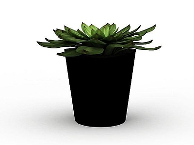 现代室内绿植盆景