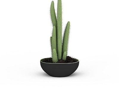 现代仙人掌科盆景