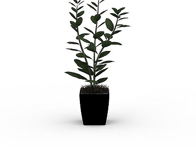 现代观叶绿植盆栽