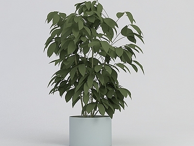 现代室内观叶绿植盆栽