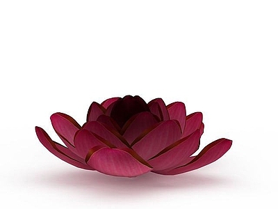 现代荷花装饰