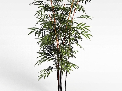 现代庭院竹子