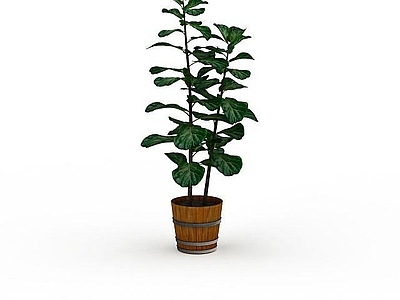 现代办公司盆花