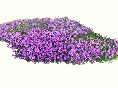 花草 2D马鞭草