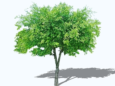 乔木 2D榕树 细叶榕 小叶榕 万年青 小果榕