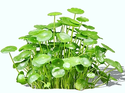 花草 2D铜钱草 显脉香菇草 野天胡荽 少脉香菇草 香菇草
