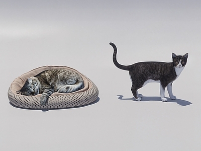 家禽动物 猫