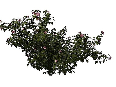 现代粉色小花