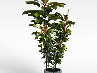 现代灌木 植物盆栽