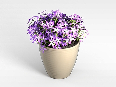 现代佛龛 紫色盆栽植物
