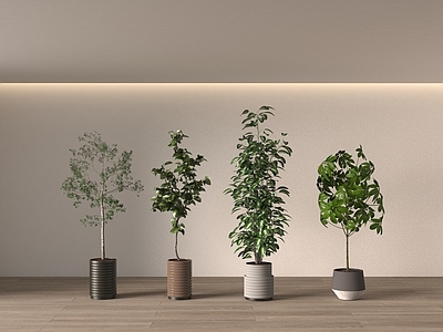 盆栽 盆栽 植物盆栽 盆景