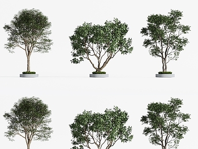 景观树 景观树 现代树木 乔木 城市树木 庭院树木