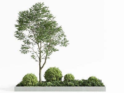 树池 现代热带棕榈树 椰子树 树木 景观树池