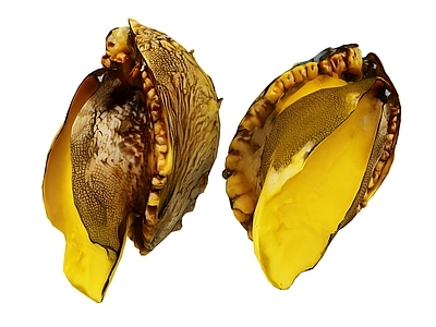 水生类动物 生蚝 鲍鱼 牡蛎 海鲜 贝壳