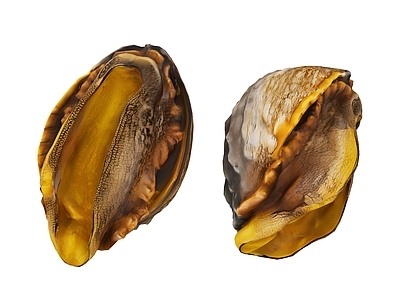 水生动物 贝壳 海鲜 牡蛎 鲍鱼 生蚝