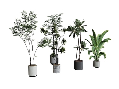 盆栽 盆栽植物绿植 热带植物