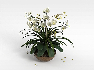 现代室内花草