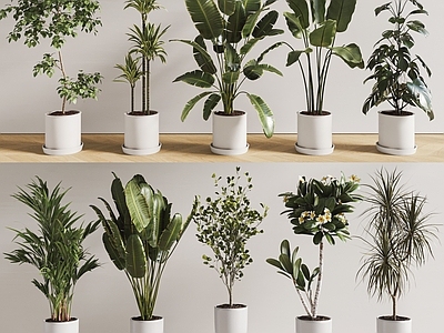盆栽 现代盆栽植物组合 绿植盆景 龟背竹 千年木 天堂鸟