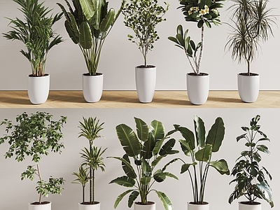 盆栽 现代盆栽植物组合 绿植盆景 天堂鸟 千年木 龟背竹