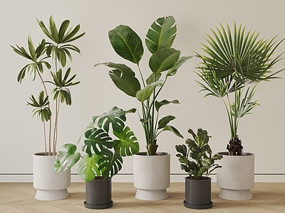 盆栽 现代盆栽植物组合 绿植盆景 绿叶朱蕉 龟背竹 天堂鸟