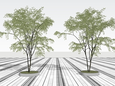 乔木 景观树 行道树 树池乔木 现代3D景观树 丛生乔木