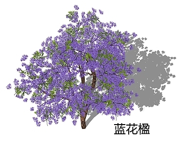 乔木 蓝花楹 蓝色开花乔木 行道树 景观树