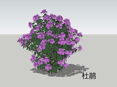 灌木 杜鹃花 花灌木 高山植物 紫色灌木
