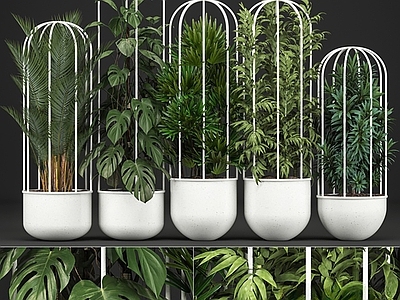 盆栽 盆栽组合