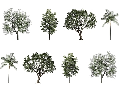 景观树 热带棕榈树 椰子树 景观树木 庭院树木 城市树木