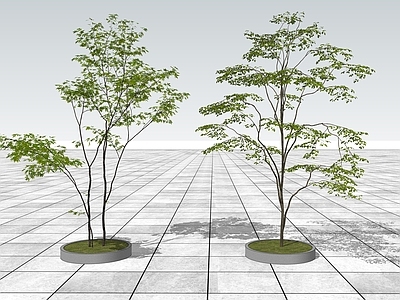 乔木 景观树 行道树 现代3D景观树