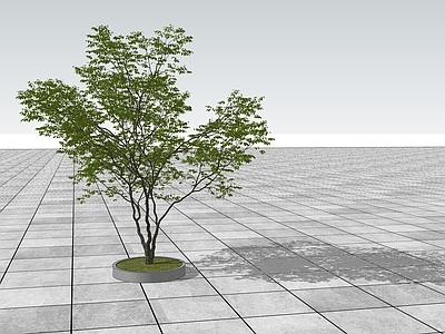 乔木 景观树 树池乔木 行道树 现代3D景观树