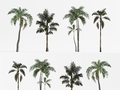 景观树 热带棕榈树 椰子树 景观树 庭院树木 城市树木