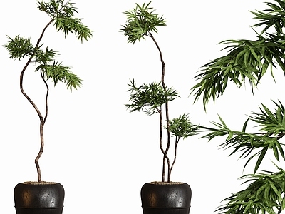 盆栽 现代中古盆栽植物 植物