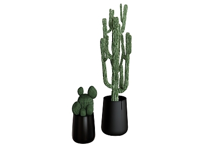 盆栽 盆栽植物仙人掌