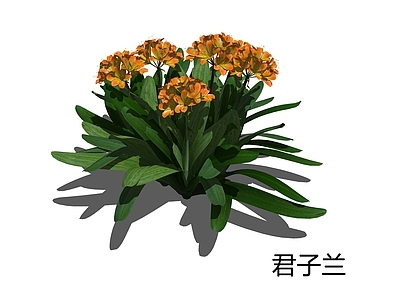 花草 君子兰 盆栽 多年生草本 花镜