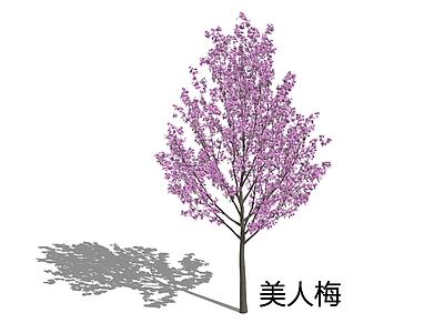 乔木 美人梅 梅 樱李梅 开花乔木