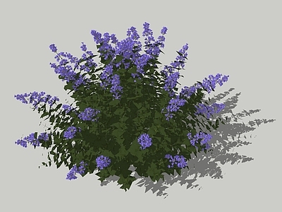 灌木 荆芥 多年生草本 花境植物 一二年生花卉