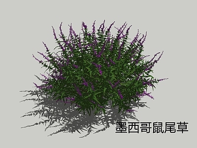 花草 墨西哥鼠尾草 紫柳 多年生草本 花境植物