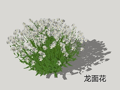 花草 龙面花 花镜植物 白色草本植物