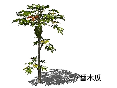乔木 番木瓜 小乔木 水果 热带植物