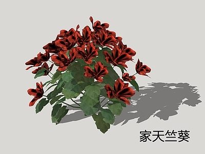 花草 家天竺葵 洋蝴蝶 大花天竺葵 花境植物