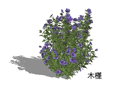 灌木 木槿 落叶灌木 花境植物 观赏植物