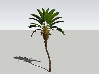 乔木 鹤望兰 棕榈植物 热带植物 乔木